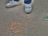sam_4679